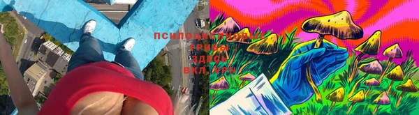 apvp Алзамай